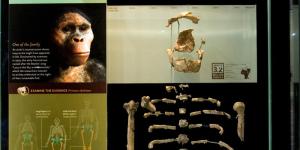 Lucy at the American Museum of Natural History